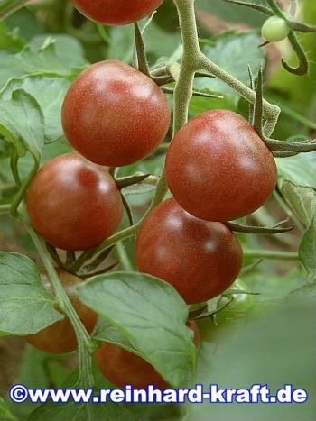 die Früchte der Schwarze Tomaten schmecken delikat und sind dekorativ Saatgut.