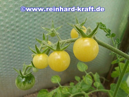 "  Green Grape  " Tomaten   gelb-olivegrün  robust  NEUE ERNTE Samen Tomate 