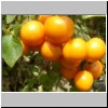 Orangenbusch