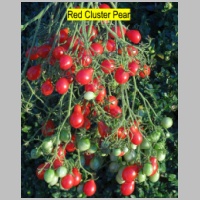 Red Cluster Pear