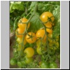 Solanum-Spontaneum
